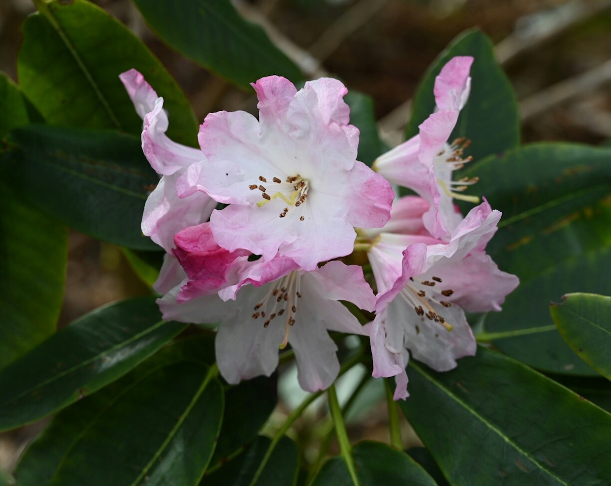 R. vernicosum